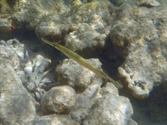 Trumpetfish (18